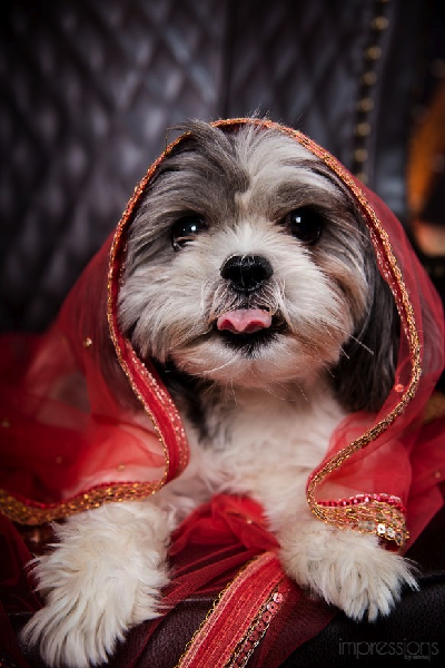 Pooches and Pets At Weddings