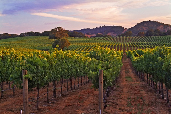 cheap winery honeymoon