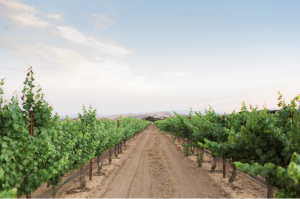 vineyard-wedding